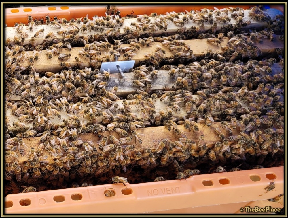 Nuc Of Bees Image 5