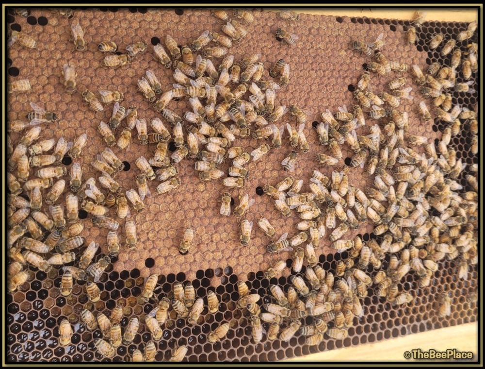 Nuc Of Bees Image 6