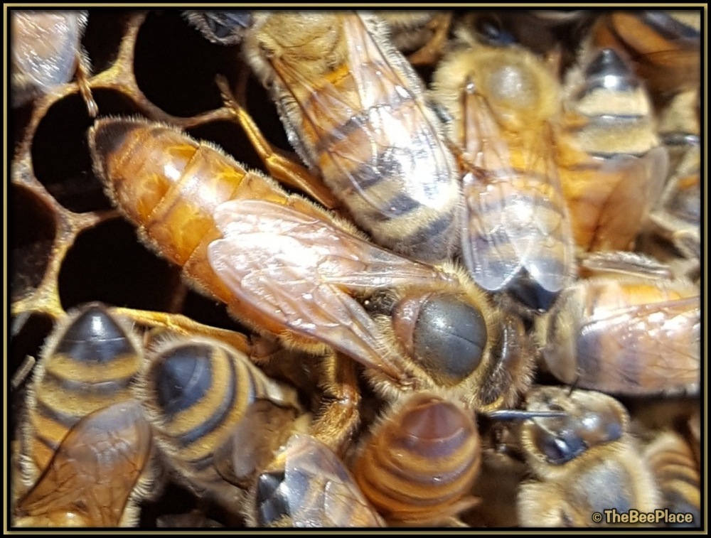 Queen Bees Image 7