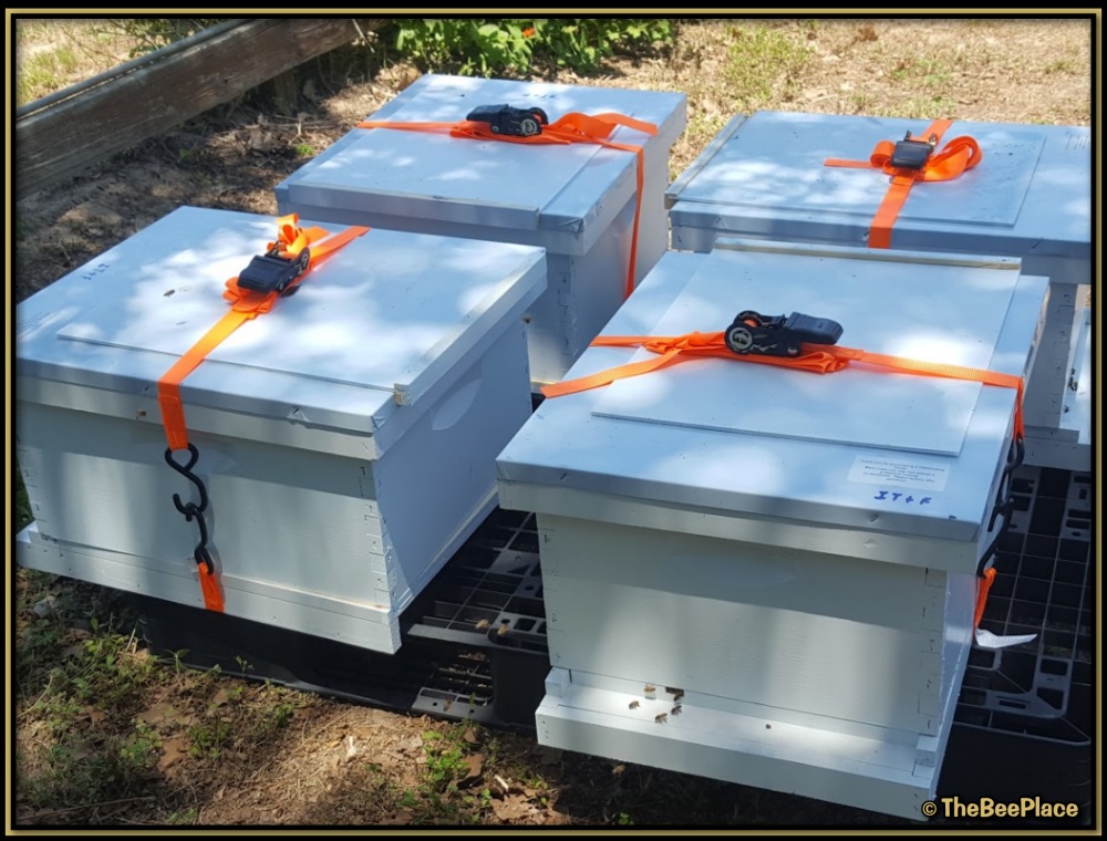 Single Deep Hives Image 4