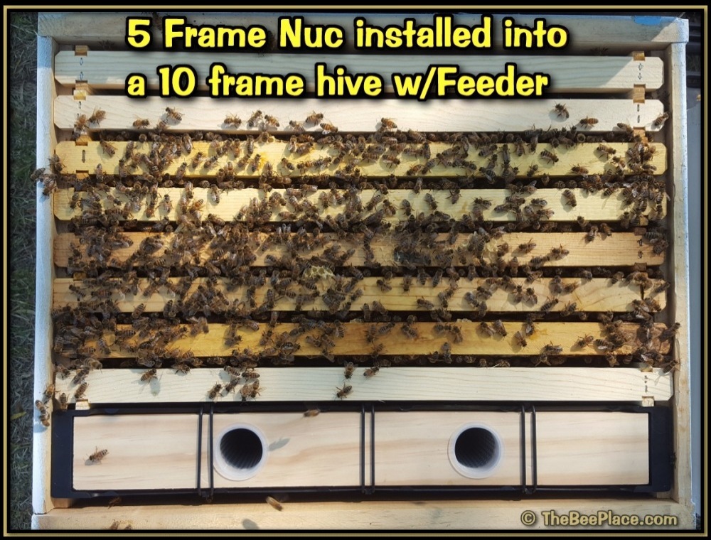 Single Deep Hives Image 7