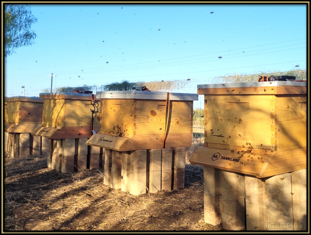 Beehives on simple concrete block stands in an outdoor apiary