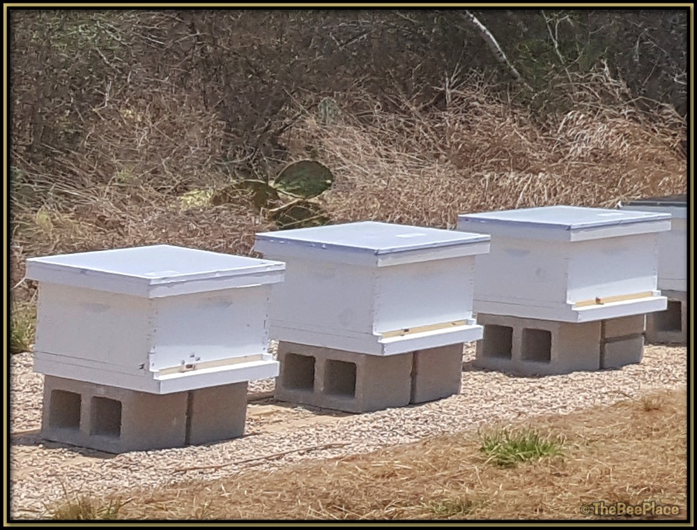 Beehives on concrete block stands in an outdoor apiary