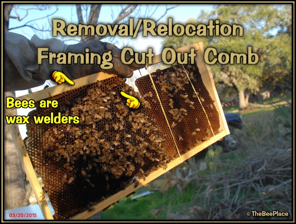 Bees attaching salvaged comb to a hive frame after repair