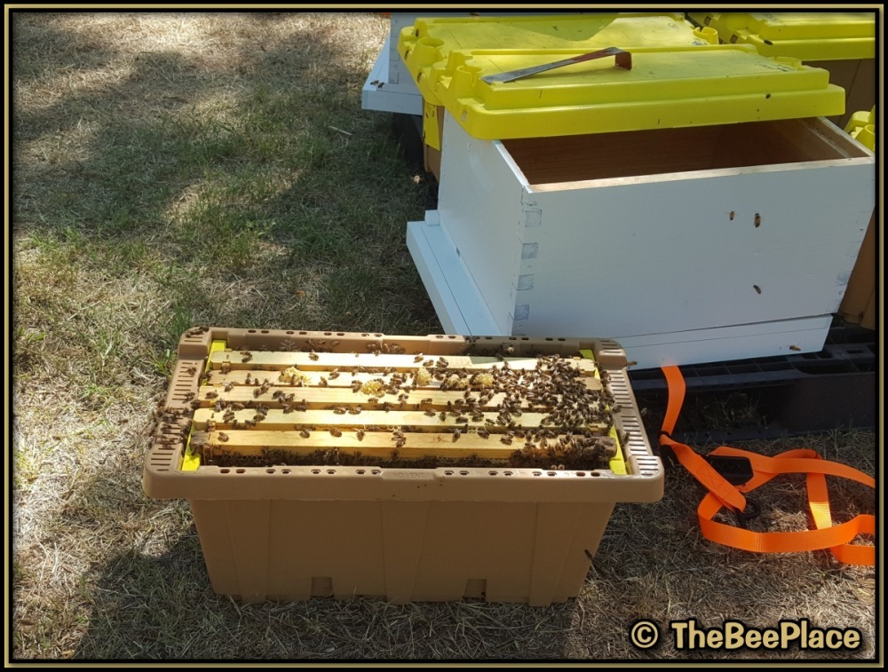 Open nuc transport box with bee-covered frames beside hive body