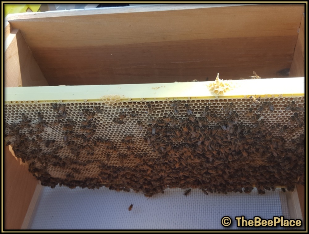 Bee-covered frame being placed into empty hive body