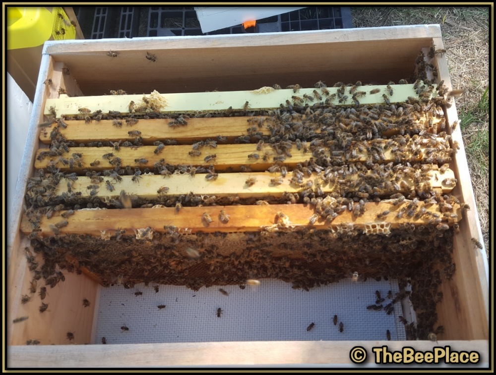 Bee-covered frames aligned inside hive body after transfer