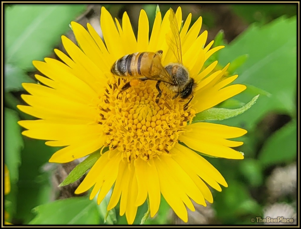 Honey bee collecting pollen from a bright yellow wildflower with full pollen baskets on her hind legs
