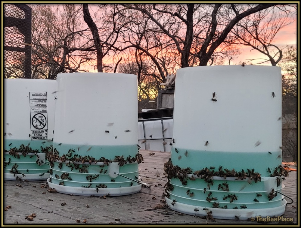 Open feeding buckets providing sugar syrup to honey bees away from the apiary during evening feeding activity