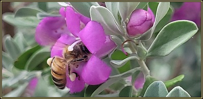 Feeding Bees