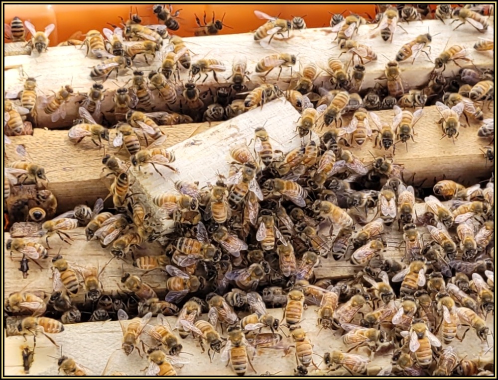 Queen cage resting on top bars of a queenless hive as worker bees gather to inspect and attend the new queen.