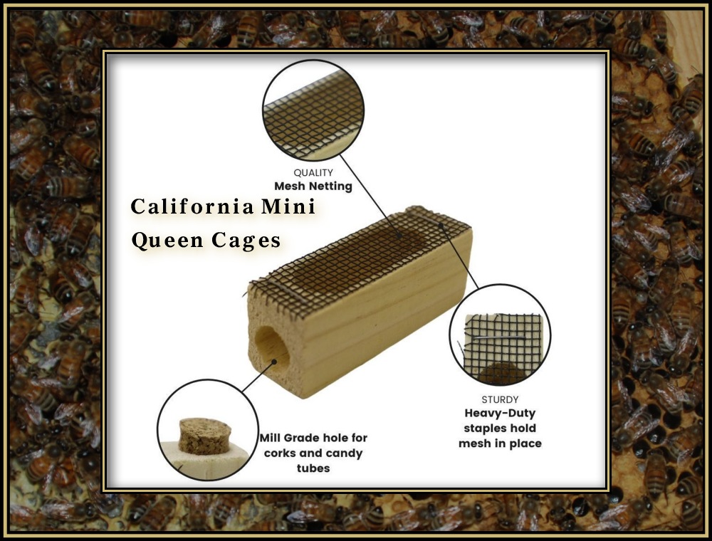 California mini queen cage with candy tube and screen used for introducing a new queen to a colony.