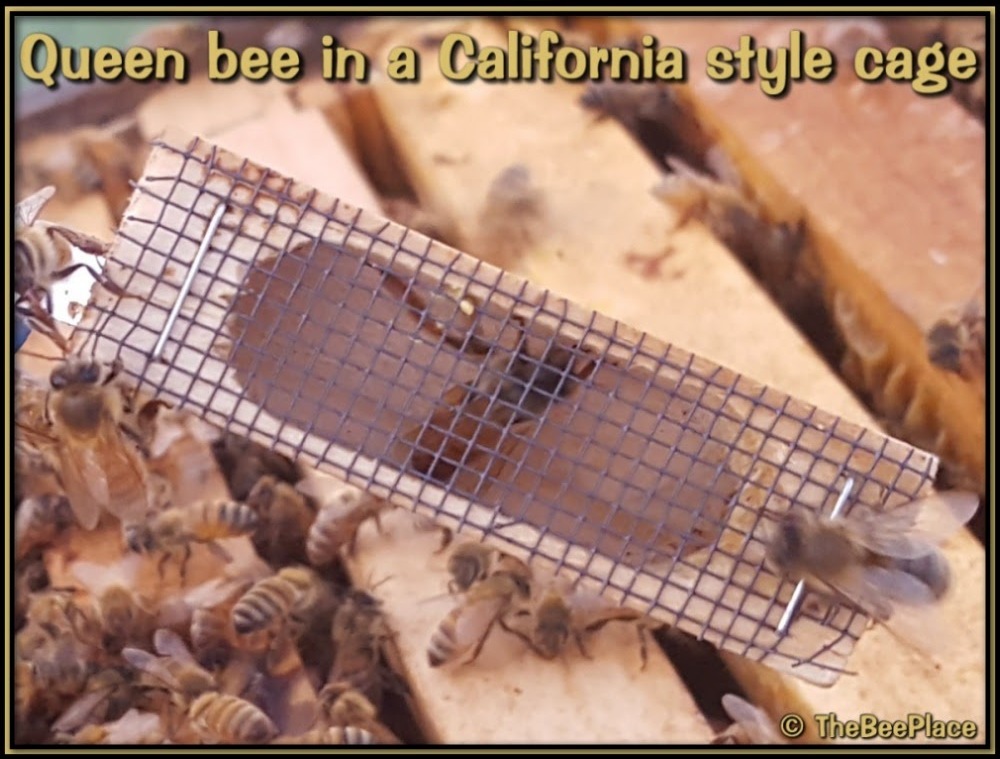 California-style queen cage placed on hive frames with worker bees surrounding and attending the queen inside.