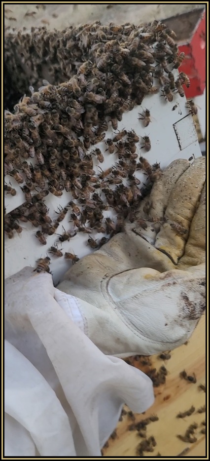 Bees clustered and spilling over hive box edges while beekeeper gently scoops them back inside during queen search.