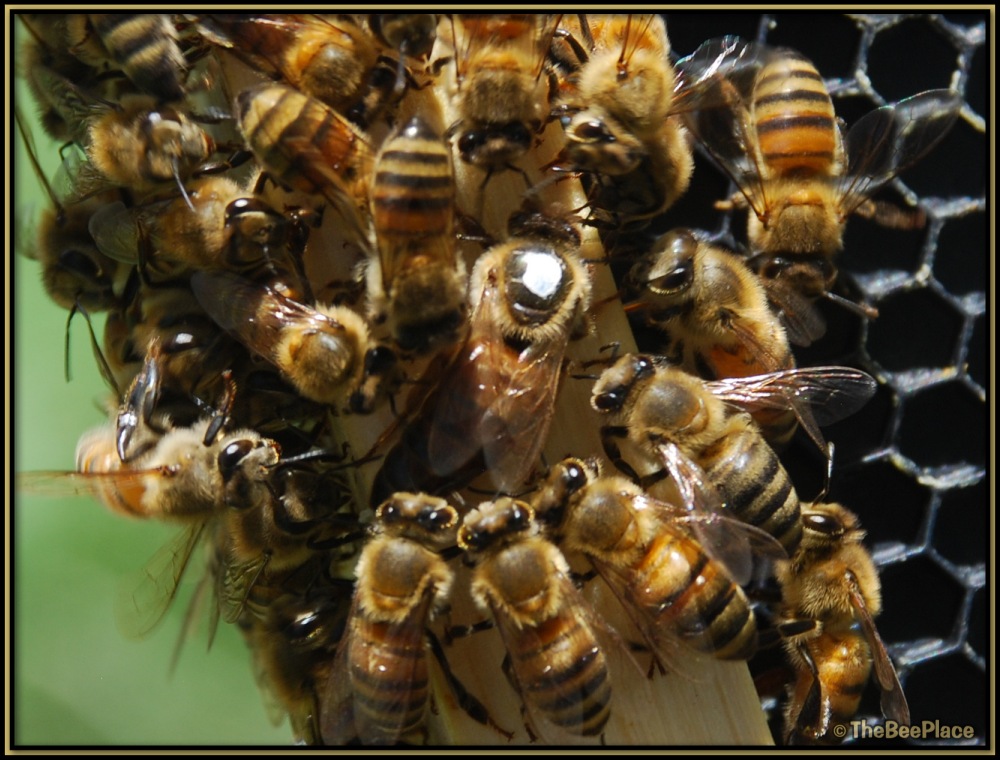 Marked queen on comb surrounded by worker bees during normal hive activity.