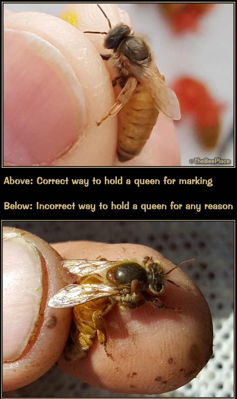 Correct and incorrect ways to hold a queen bee, showing proper grip by legs versus improper grip by abdomen.