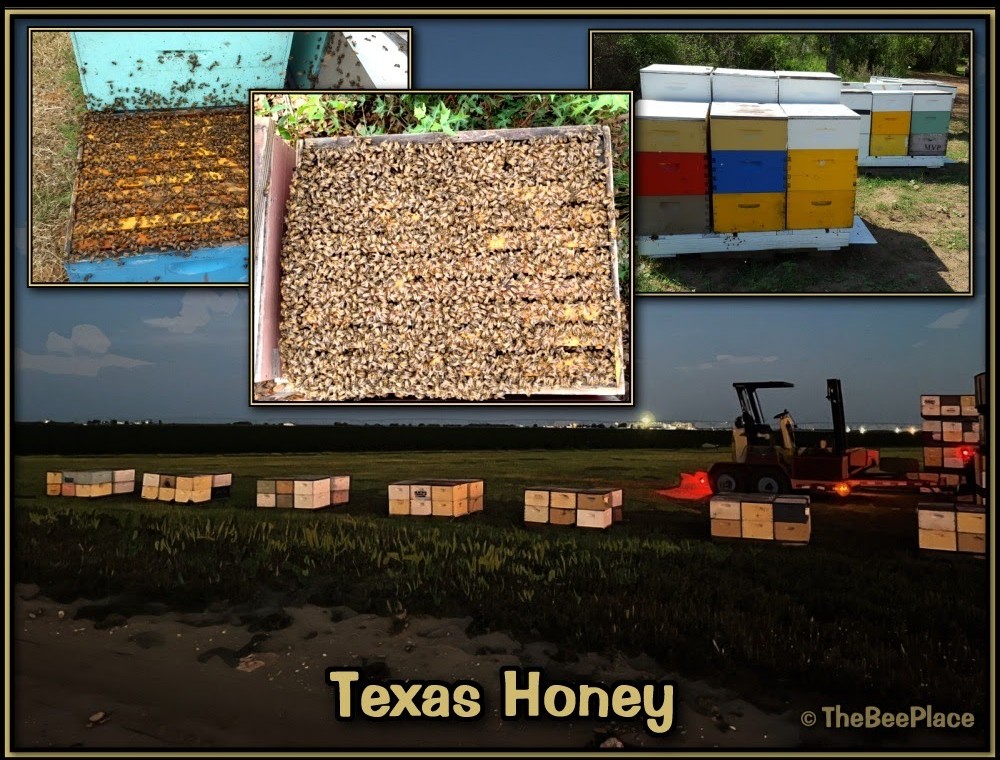 Honey Production 01