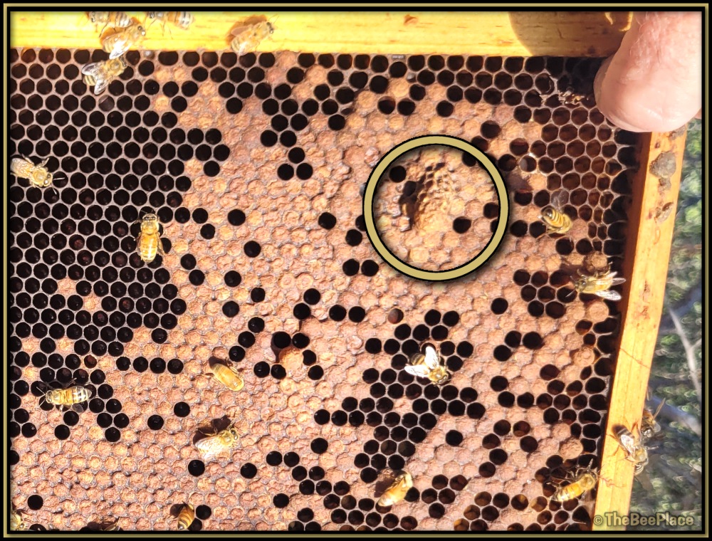 Supersedure Cells 02