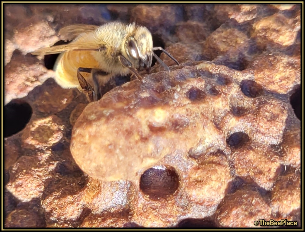 Supersedure Cells 04