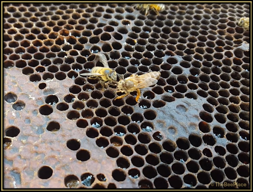Worker bee inspecting newly introduced virgin queen on comb during initial contact