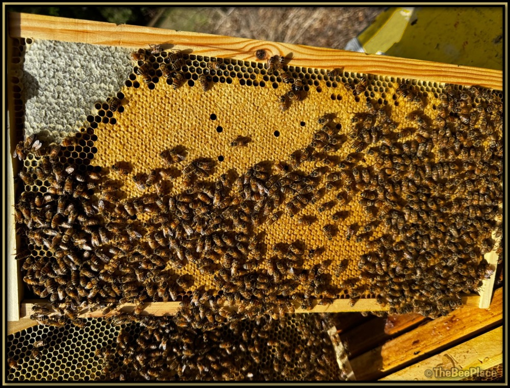 Strong brood pattern with worker bees covering capped brood showing healthy egg laying