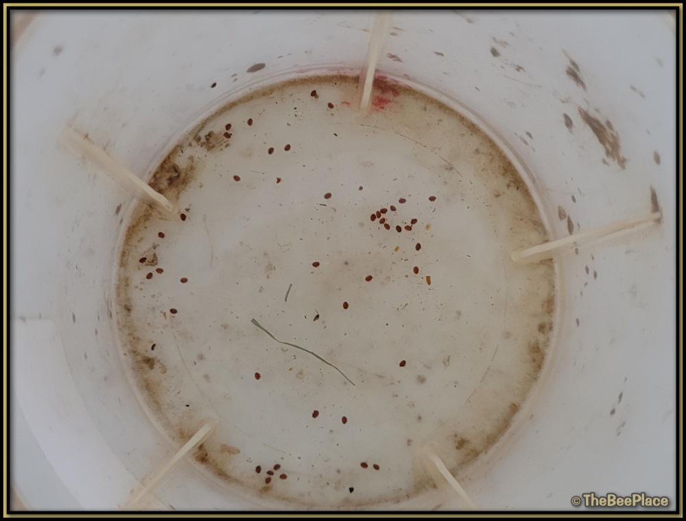 Breeding For Resistance 02