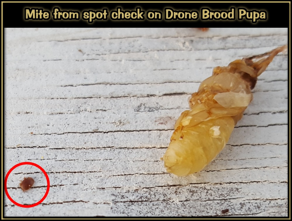 Checking For Mites 07