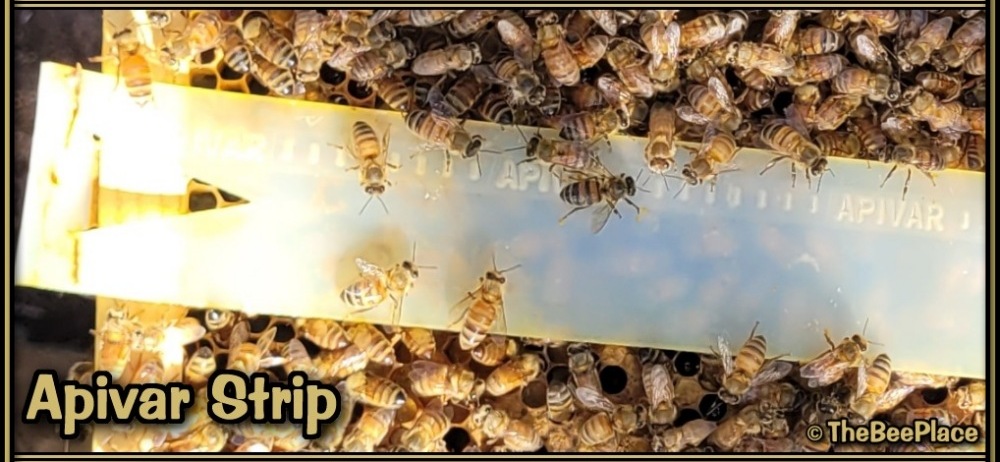 Treating For Mites 02