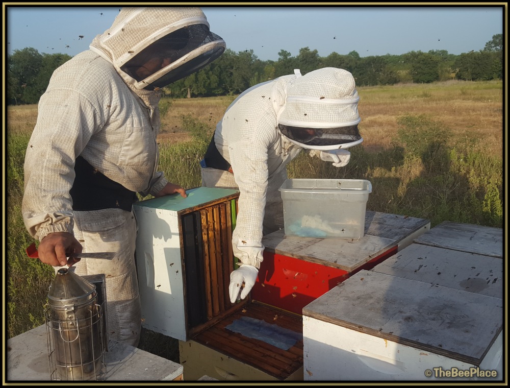 Treating For Mites 04