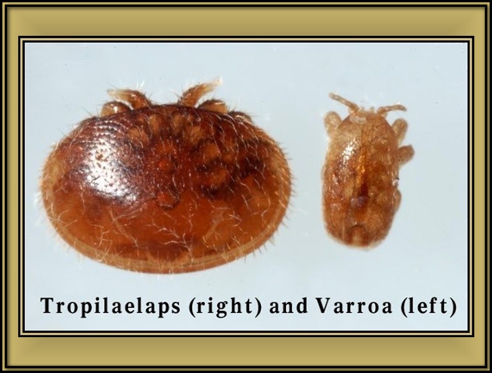 Tropilaelaps Mites 01