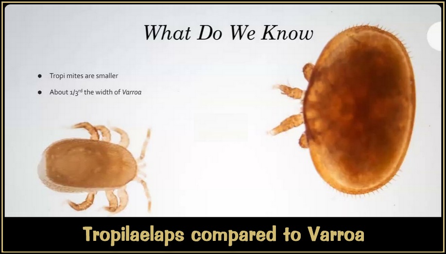 Tropilaelaps Mites 03