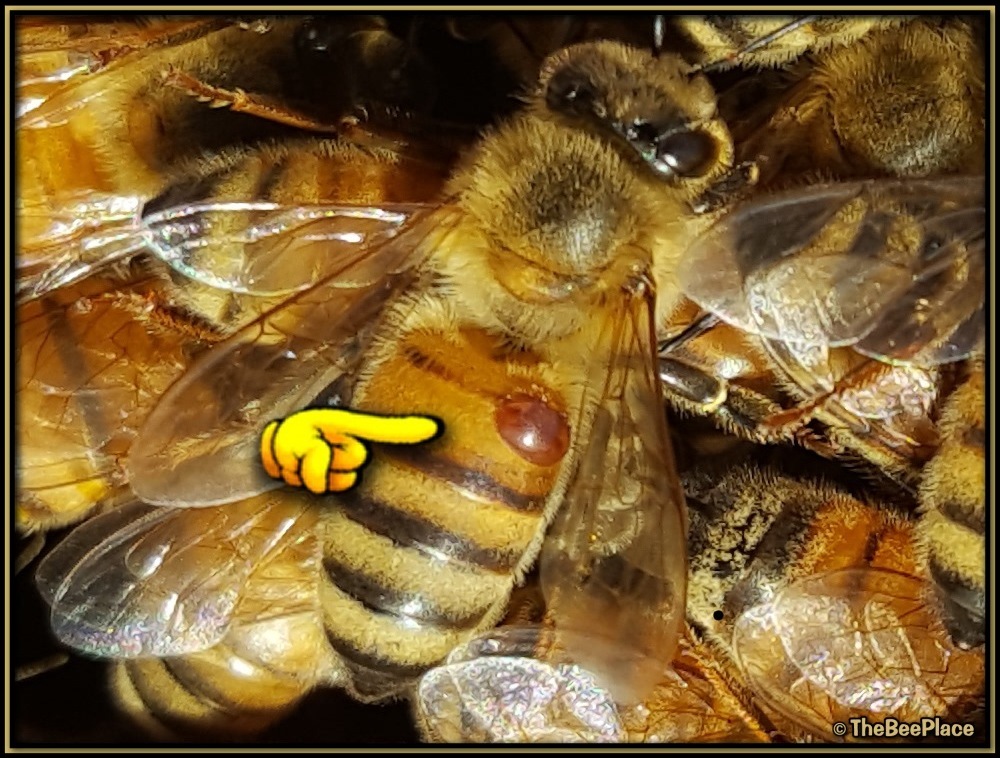 Varroa Behavior 01