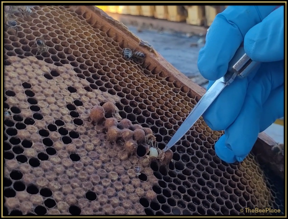 Varroa Behavior 02