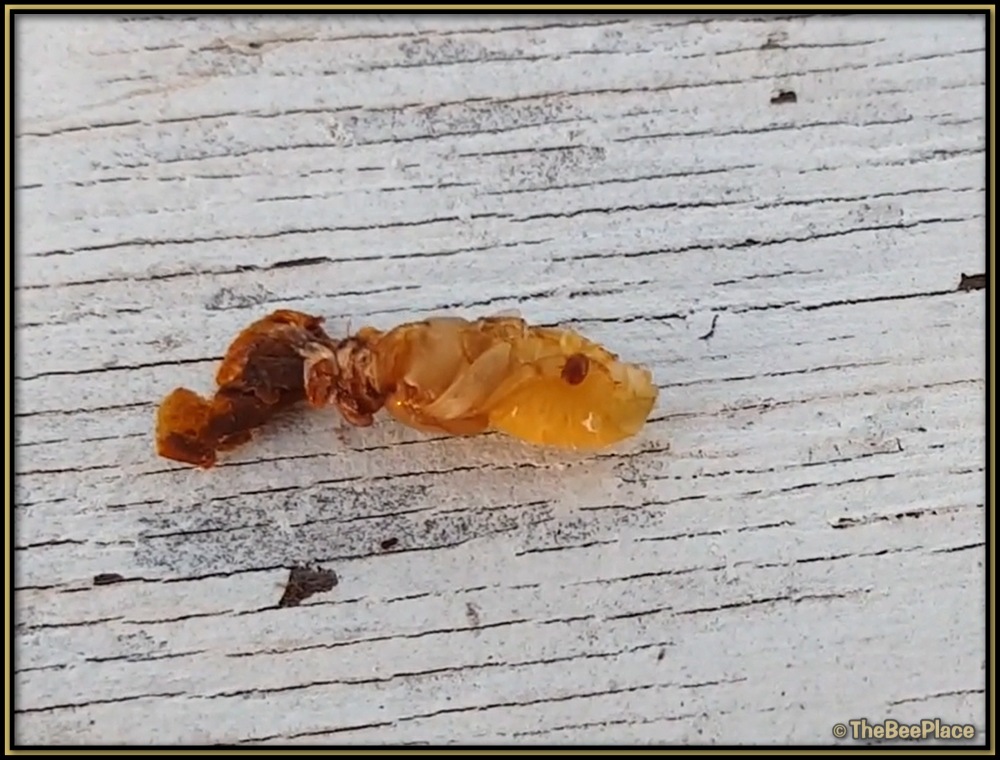 Varroa mite crawling on drone pupae