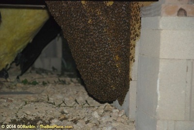 About Africanized Bees