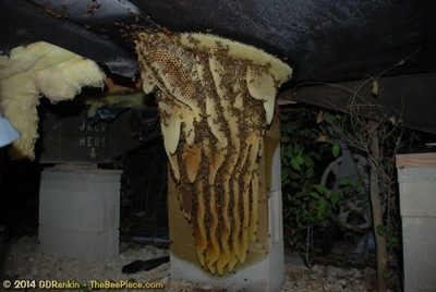 About Africanized Bees