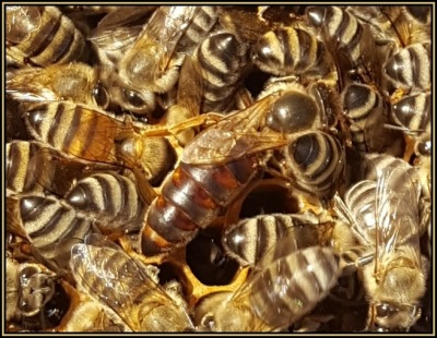 About Africanized Bees