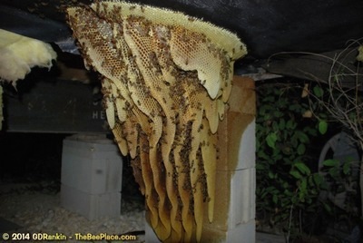 About Africanized Bees