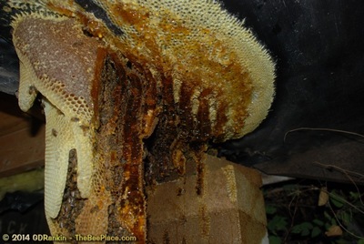 About Africanized Bees