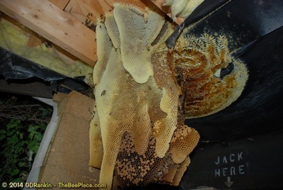 About Africanized Bees