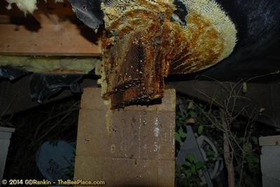 About Africanized Bees