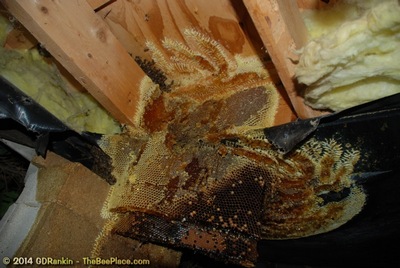 About Africanized Bees