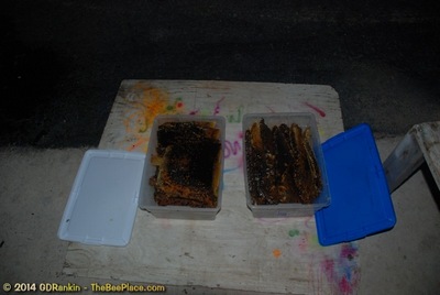 About Africanized Bees