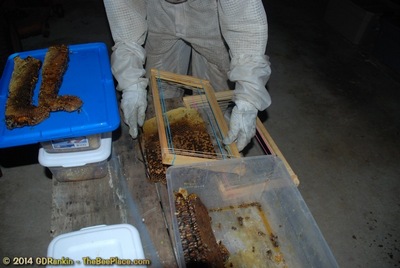 About Africanized Bees