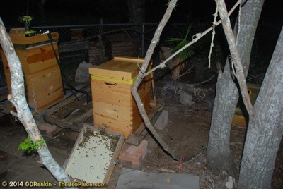 About Africanized Bees