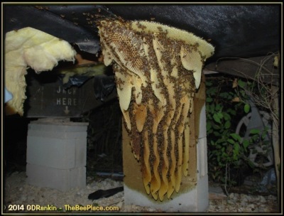 About Africanized Bees