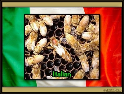 Italian Bees